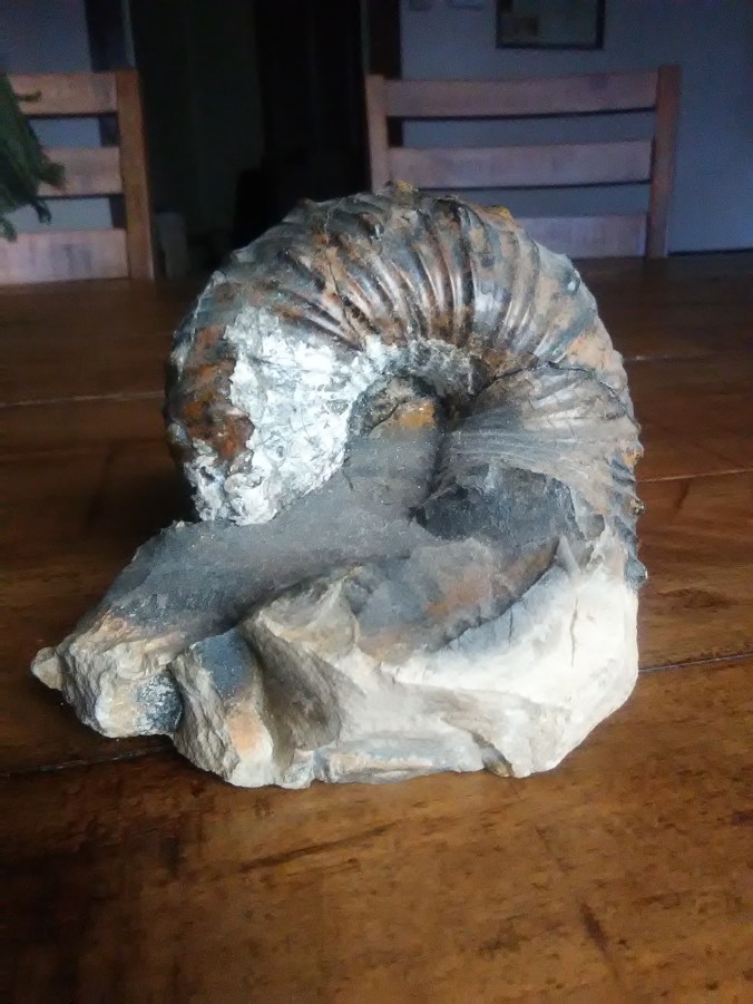 ammonite
