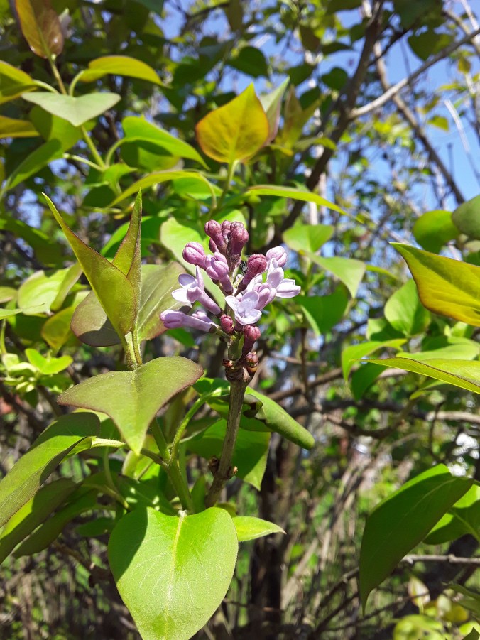 lilacs